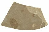 Fossil Fly and Partial Fish Plate - France #254204-2